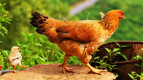 chicken