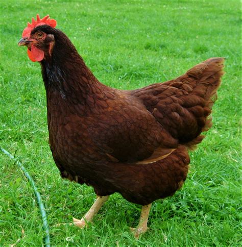 Chicken